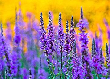 《仁王3》可爱猫型妖怪善擦返场 继续撸萌物